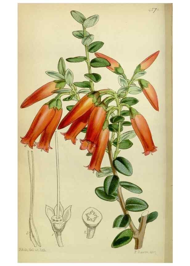 Reproducción/Reproduction 8600523062: Curtis's botanical magazine.. London ;New York [etc.] :Academic Press [etc.]