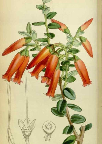 Reproducción/Reproduction 8600523062: Curtis's botanical magazine.. London ;New York [etc.] :Academic Press [etc.]