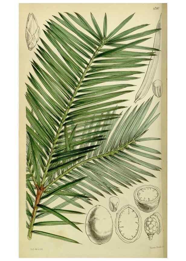 Reproducción/Reproduction 8599423871: Curtis's botanical magazine.. London ;New York [etc.] :Academic Press [etc.]