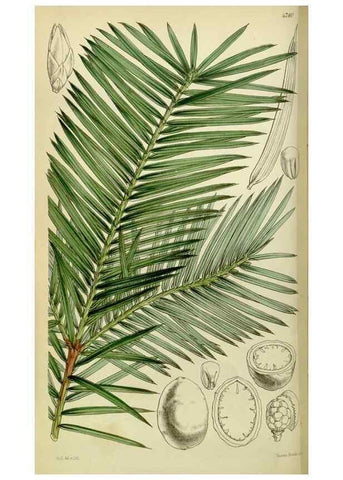 Reproducción/Reproduction 8599423871: Curtis's botanical magazine.. London ;New York [etc.] :Academic Press [etc.]