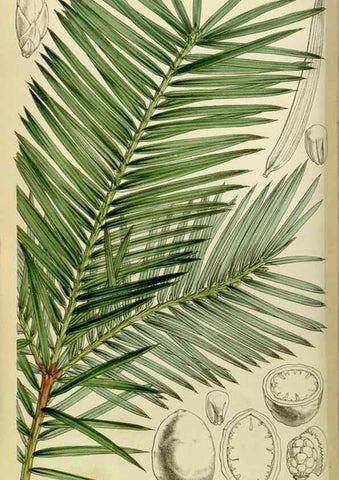 Reproducción/Reproduction 8599423871: Curtis's botanical magazine.. London ;New York [etc.] :Academic Press [etc.]