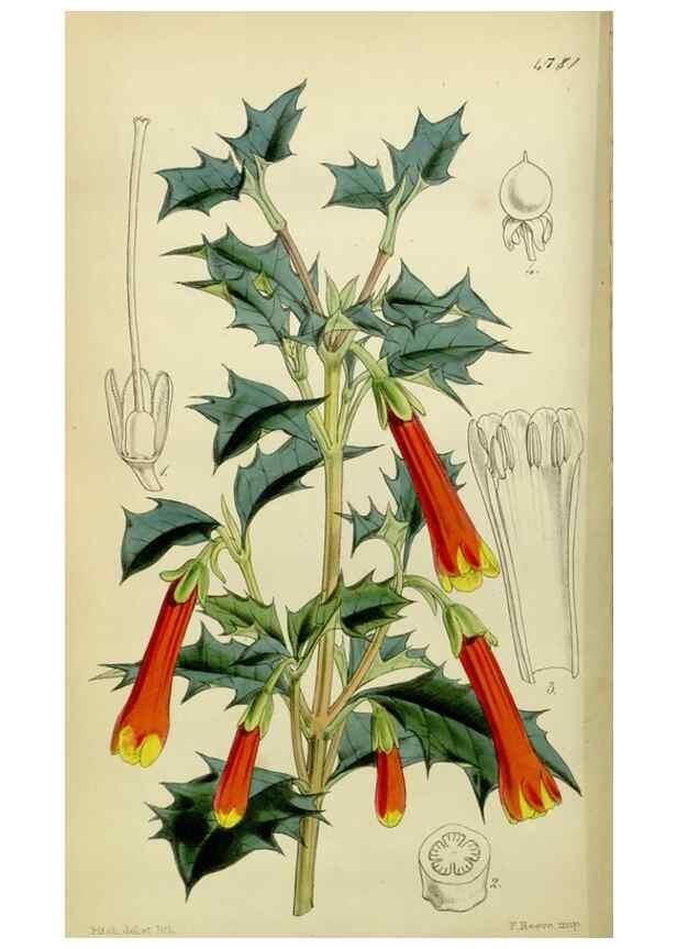 Reproducción/Reproduction 8600524668: Curtis's botanical magazine.. London ;New York [etc.] :Academic Press [etc.]