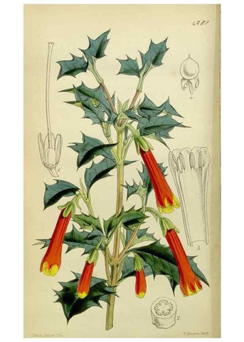 Reproducción/Reproduction 8600524668: Curtis's botanical magazine.. London ;New York [etc.] :Academic Press [etc.]