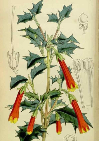 Reproducción/Reproduction 8600524668: Curtis's botanical magazine.. London ;New York [etc.] :Academic Press [etc.]