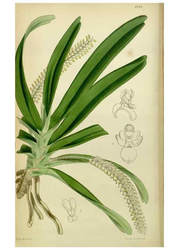 Reproducción/Reproduction 8599425731: Curtis's botanical magazine.. London ;New York [etc.] :Academic Press [etc.]