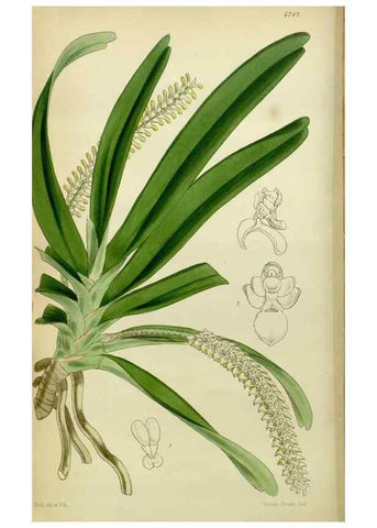 Reproducción/Reproduction 8599425731: Curtis's botanical magazine.. London ;New York [etc.] :Academic Press [etc.]