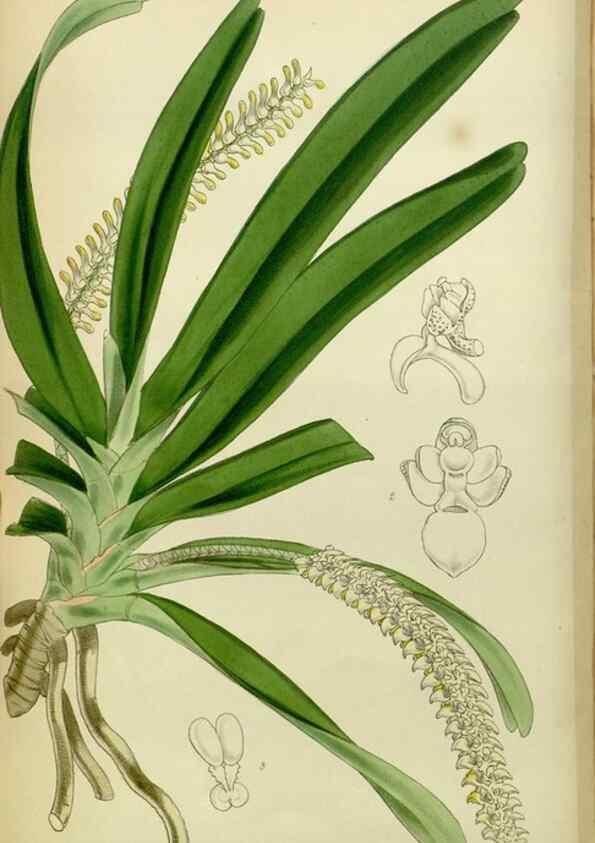 Reproducción/Reproduction 8599425731: Curtis's botanical magazine.. London ;New York [etc.] :Academic Press [etc.]