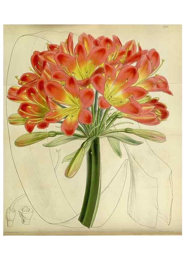 Reproducción/Reproduction 8599426333: Curtis's botanical magazine.. London ;New York [etc.] :Academic Press [etc.]