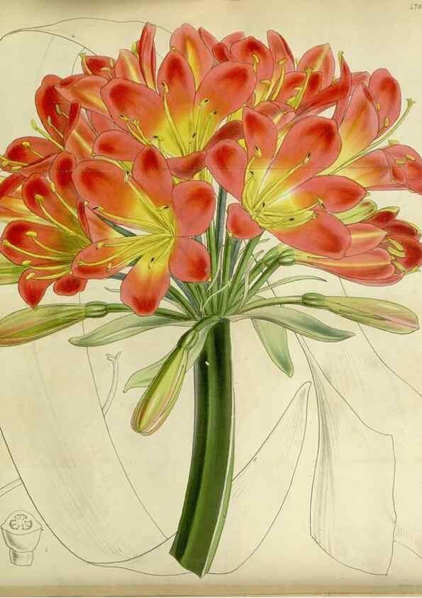 Reproducción/Reproduction 8599426333: Curtis's botanical magazine.. London ;New York [etc.] :Academic Press [etc.]