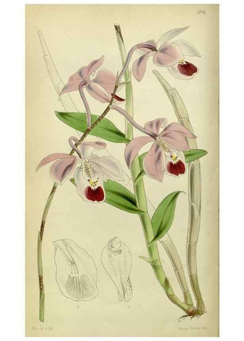 Reproducción/Reproduction 8599426861: Curtis's botanical magazine.. London ;New York [etc.] :Academic Press [etc.]