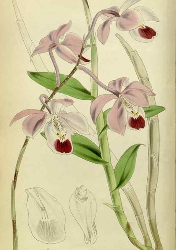 Reproducción/Reproduction 8599426861: Curtis's botanical magazine.. London ;New York [etc.] :Academic Press [etc.]