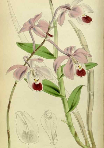 Reproducción/Reproduction 8599426861: Curtis's botanical magazine.. London ;New York [etc.] :Academic Press [etc.]
