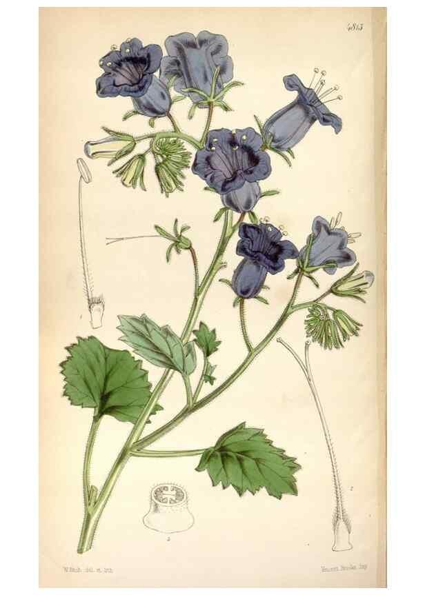 Reproducción/Reproduction 8599523483: Curtis's botanical magazine.. London ;New York [etc.] :Academic Press [etc.]