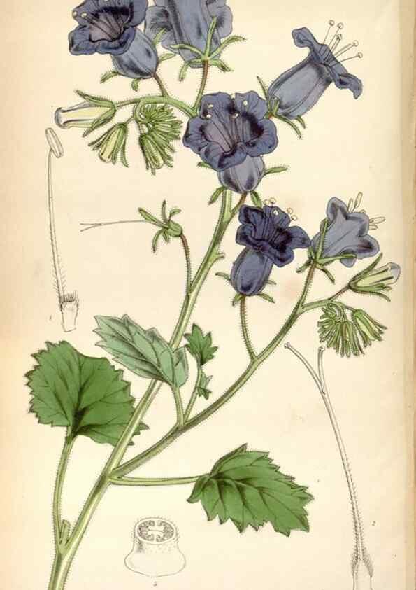 Reproducción/Reproduction 8599523483: Curtis's botanical magazine.. London ;New York [etc.] :Academic Press [etc.]