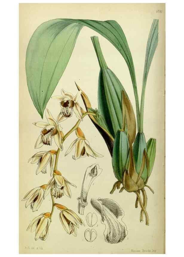 Reproducción/Reproduction 8600527624: Curtis's botanical magazine.. London ;New York [etc.] :Academic Press [etc.]