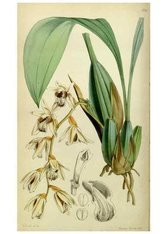 Reproducción/Reproduction 8600527624: Curtis's botanical magazine.. London ;New York [etc.] :Academic Press [etc.]