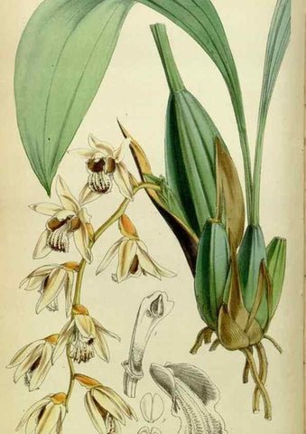 Reproducción/Reproduction 8600527624: Curtis's botanical magazine.. London ;New York [etc.] :Academic Press [etc.]