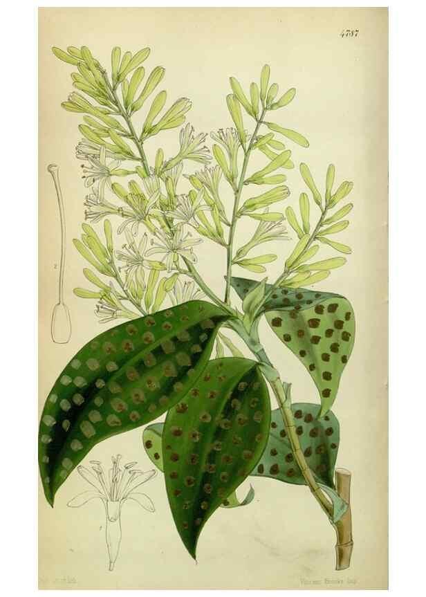 Reproducción/Reproduction 8599429471: Curtis's botanical magazine.. London ;New York [etc.] :Academic Press [etc.]
