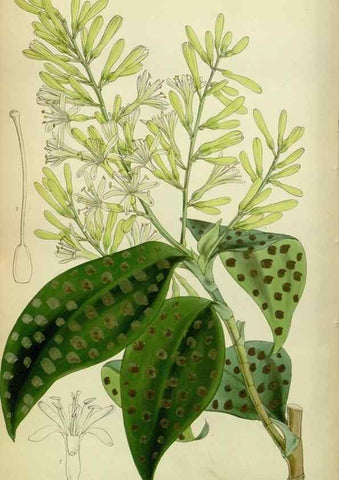 Reproducción/Reproduction 8599429471: Curtis's botanical magazine.. London ;New York [etc.] :Academic Press [etc.]