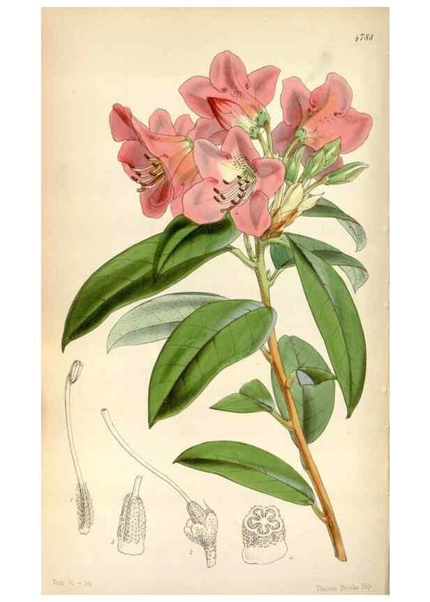 Reproducción/Reproduction 8599430377: Curtis's botanical magazine.. London ;New York [etc.] :Academic Press [etc.]