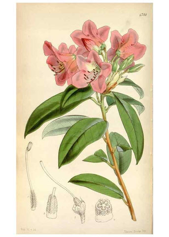 Reproducción/Reproduction 8599430377: Curtis's botanical magazine.. London ;New York [etc.] :Academic Press [etc.]