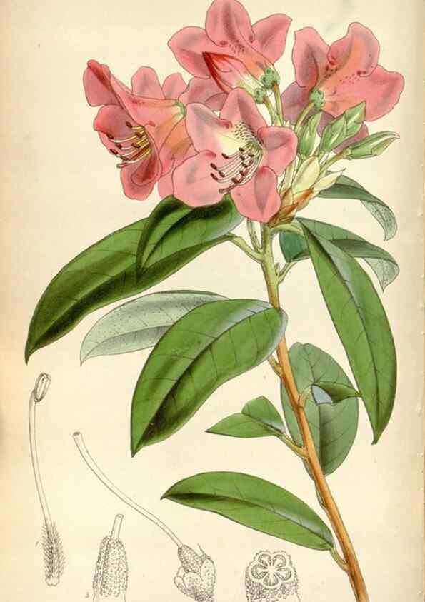 Reproducción/Reproduction 8599430377: Curtis's botanical magazine.. London ;New York [etc.] :Academic Press [etc.]