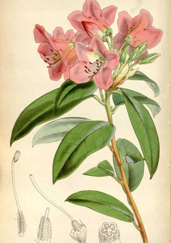 Reproducción/Reproduction 8599430377: Curtis's botanical magazine.. London ;New York [etc.] :Academic Press [etc.]