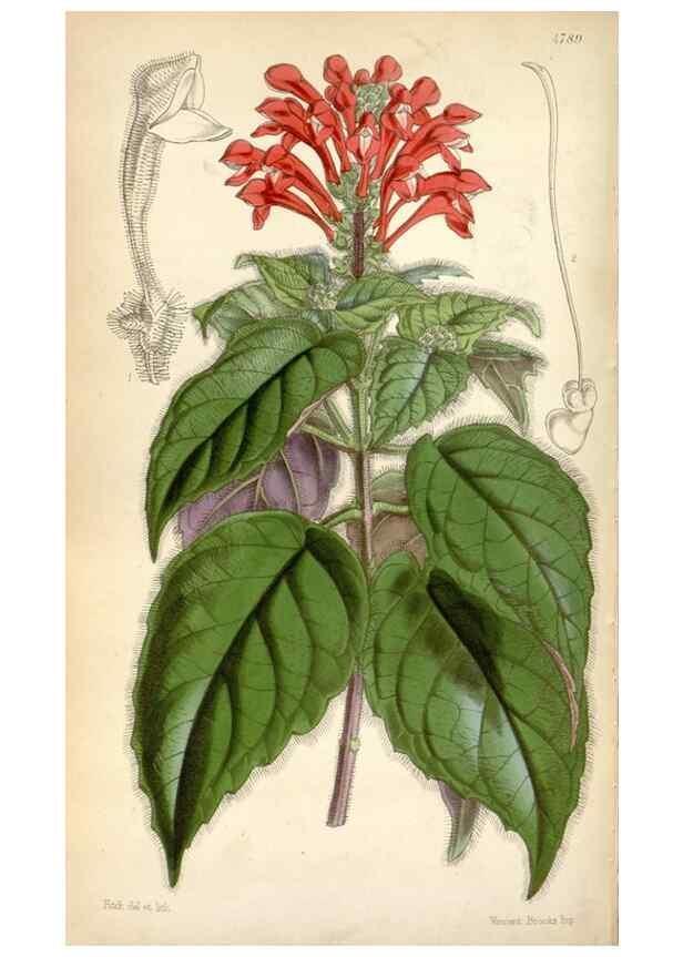 Reproducción/Reproduction 8599431257: Curtis's botanical magazine.. London ;New York [etc.] :Academic Press [etc.]