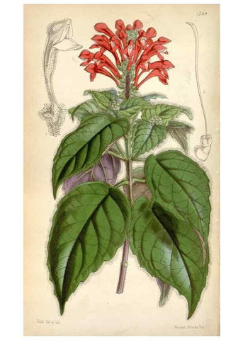 Reproducción/Reproduction 8599431257: Curtis's botanical magazine.. London ;New York [etc.] :Academic Press [etc.]