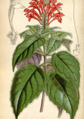 Reproducción/Reproduction 8599431257: Curtis's botanical magazine.. London ;New York [etc.] :Academic Press [etc.]
