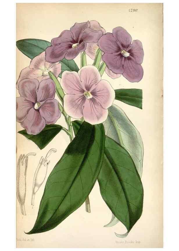 Reproducción/Reproduction 8600532322: Curtis's botanical magazine.. London ;New York [etc.] :Academic Press [etc.]