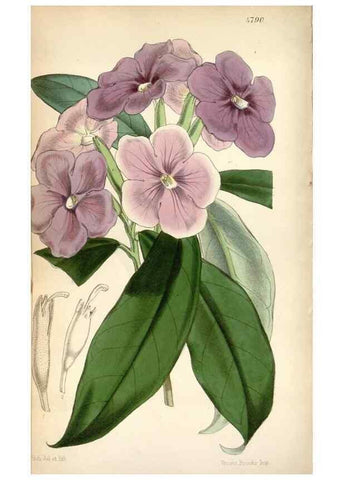 Reproducción/Reproduction 8600532322: Curtis's botanical magazine.. London ;New York [etc.] :Academic Press [etc.]