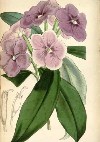 Reproducción/Reproduction 8600532322: Curtis's botanical magazine.. London ;New York [etc.] :Academic Press [etc.]