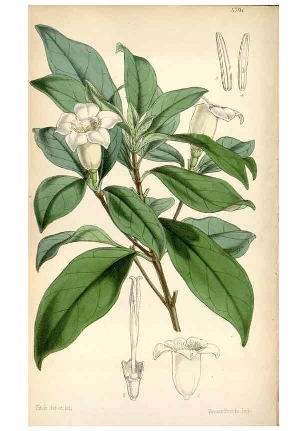 Reproducción/Reproduction 8600533554: Curtis's botanical magazine.. London ;New York [etc.] :Academic Press [etc.]
