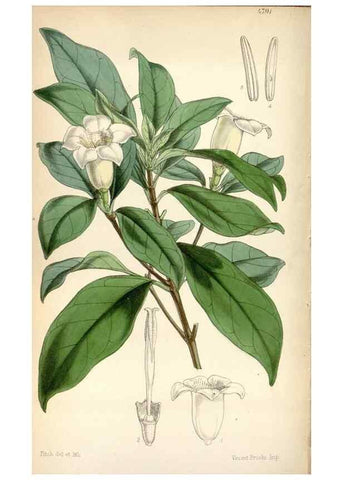 Reproducción/Reproduction 8600533554: Curtis's botanical magazine.. London ;New York [etc.] :Academic Press [etc.]