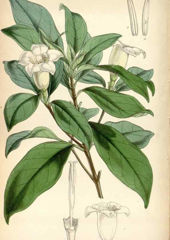 Reproducción/Reproduction 8600533554: Curtis's botanical magazine.. London ;New York [etc.] :Academic Press [etc.]