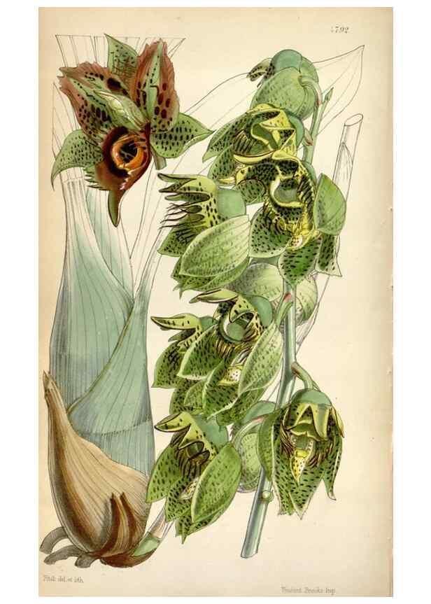 Reproducción/Reproduction 8600565658: Curtis's botanical magazine.. London ;New York [etc.] :Academic Press [etc.]