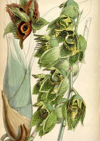 Reproducción/Reproduction 8600565658: Curtis's botanical magazine.. London ;New York [etc.] :Academic Press [etc.]