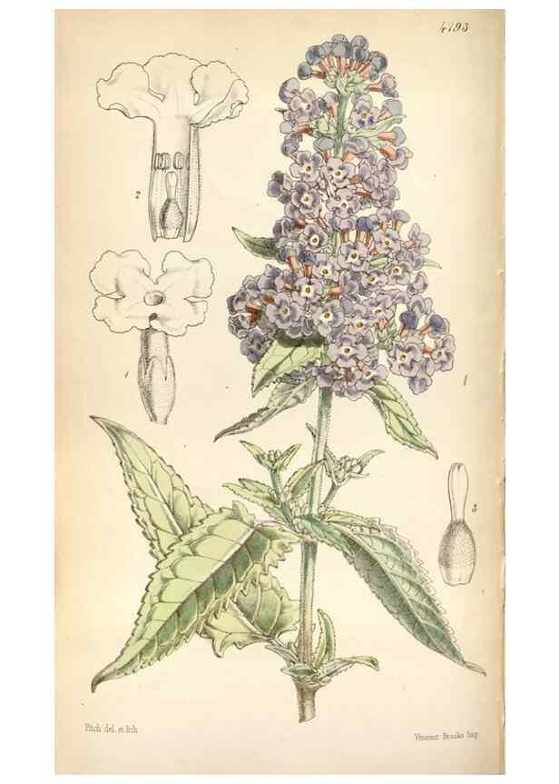 Reproducción/Reproduction 8600566282: Curtis's botanical magazine.. London ;New York [etc.] :Academic Press [etc.]