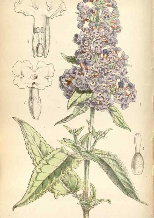 Reproducción/Reproduction 8600566282: Curtis's botanical magazine.. London ;New York [etc.] :Academic Press [etc.]