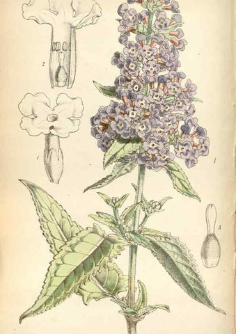 Reproducción/Reproduction 8600566282: Curtis's botanical magazine.. London ;New York [etc.] :Academic Press [etc.]