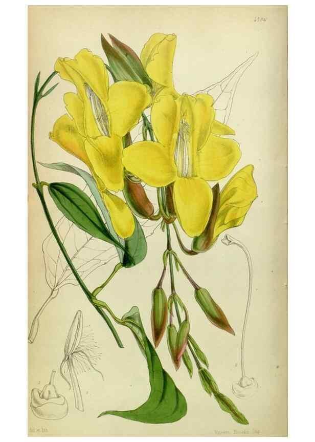 Reproducción/Reproduction 8600528256: Curtis's botanical magazine.. London ;New York [etc.] :Academic Press [etc.]