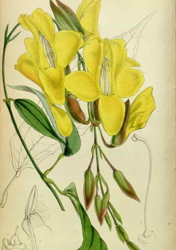 Reproducción/Reproduction 8600528256: Curtis's botanical magazine.. London ;New York [etc.] :Academic Press [etc.]