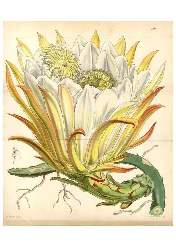 Reproducción/Reproduction 8599524551: Curtis's botanical magazine.. London ;New York [etc.] :Academic Press [etc.]