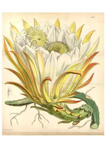 Reproducción/Reproduction 8599524551: Curtis's botanical magazine.. London ;New York [etc.] :Academic Press [etc.]