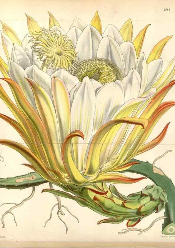 Reproducción/Reproduction 8599524551: Curtis's botanical magazine.. London ;New York [etc.] :Academic Press [etc.]