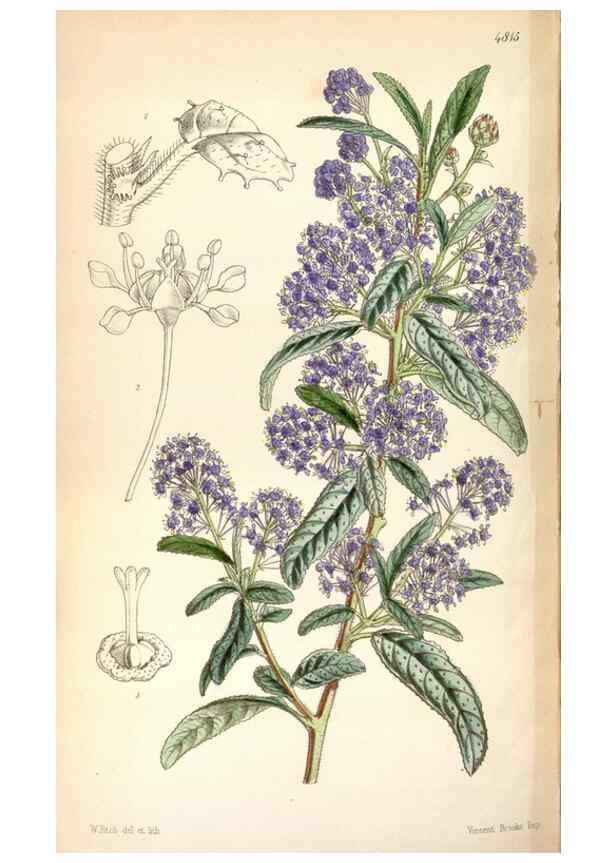 Reproducción/Reproduction 8600653078: Curtis's botanical magazine.. London ;New York [etc.] :Academic Press [etc.]