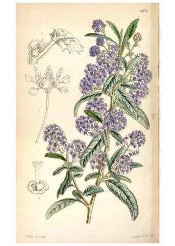 Reproducción/Reproduction 8600653078: Curtis's botanical magazine.. London ;New York [etc.] :Academic Press [etc.]