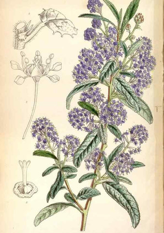 Reproducción/Reproduction 8600653078: Curtis's botanical magazine.. London ;New York [etc.] :Academic Press [etc.]