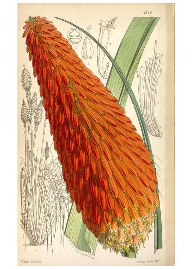 Reproducción/Reproduction 8600654148: Curtis's botanical magazine.. London ;New York [etc.] :Academic Press [etc.]